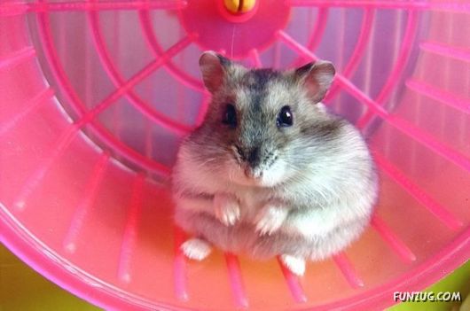 European Animals with Obesity