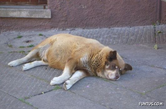 European Animals with Obesity