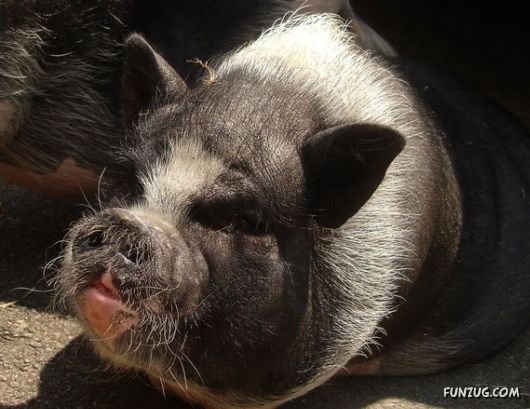 European Animals with Obesity