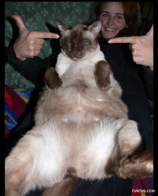 European Animals with Obesity