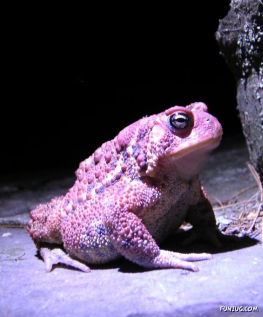 European Animals with Obesity