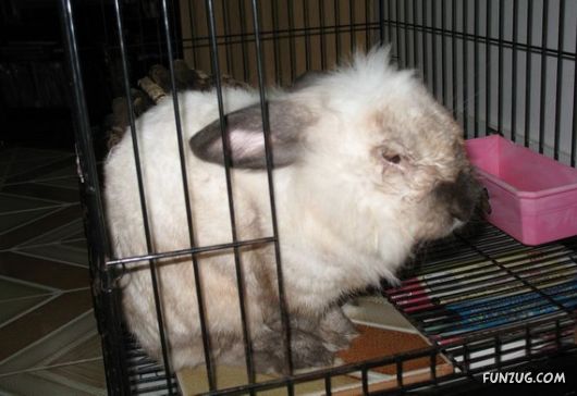 European Animals with Obesity