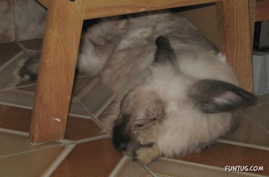 European Animals with Obesity