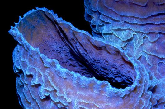 Excellent Underwater Animals Photography