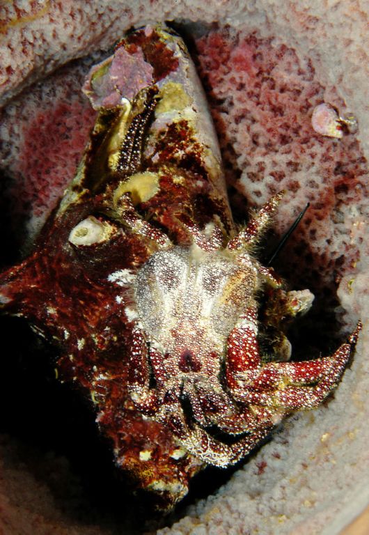 Excellent Underwater Animals Photography