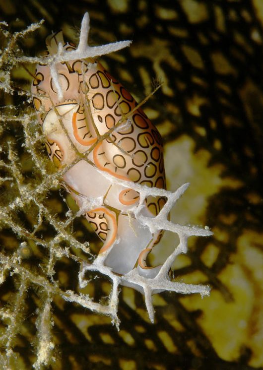 Excellent Underwater Animals Photography