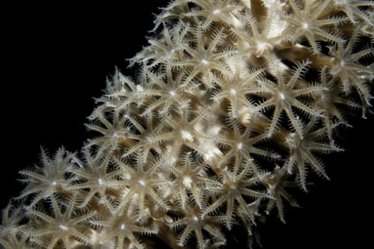 Excellent Underwater Animals Photography