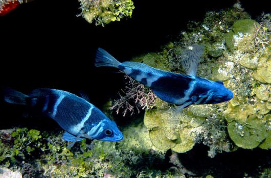 Excellent Underwater Animals Photography