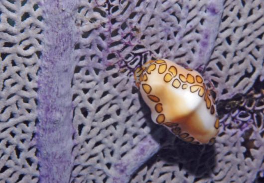 Excellent Underwater Animals Photography