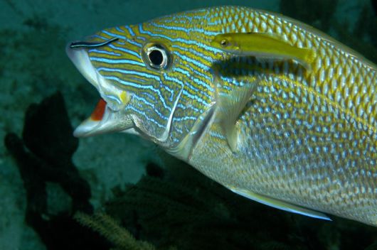 Excellent Underwater Animals Photography