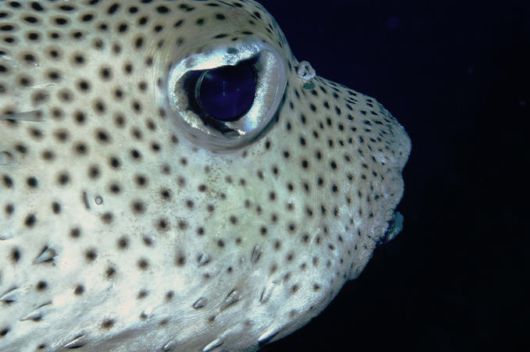 Excellent Underwater Animals Photography