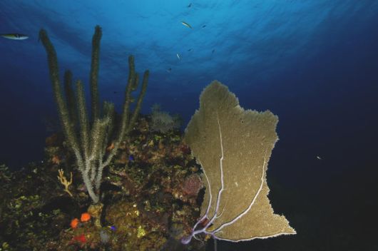 Excellent Underwater Animals Photography