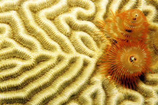 Excellent Underwater Animals Photography