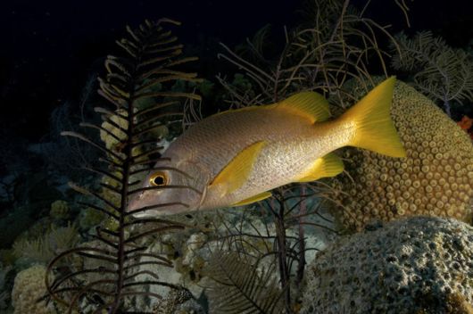 Excellent Underwater Animals Photography