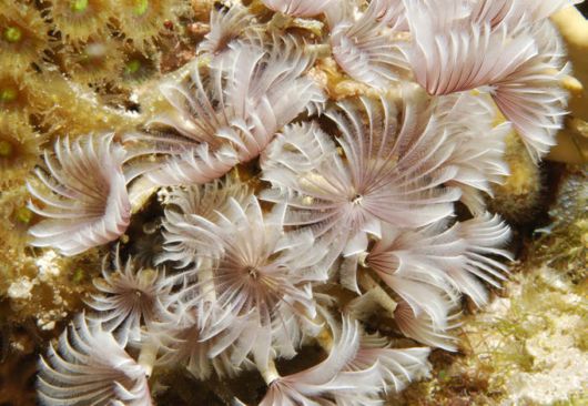 Excellent Underwater Animals Photography