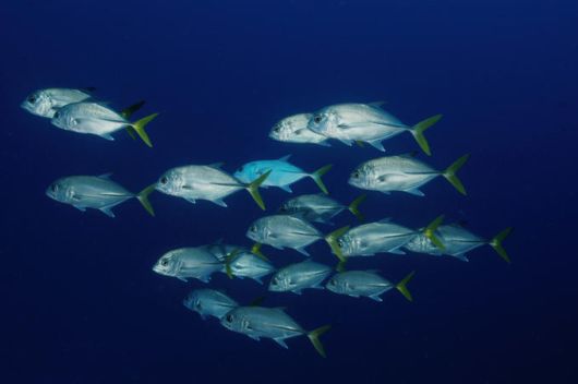 Excellent Underwater Animals Photography