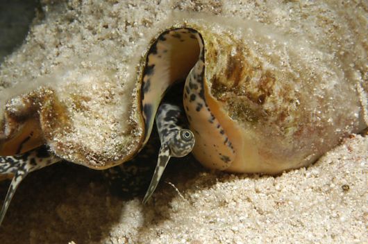 Excellent Underwater Animals Photography