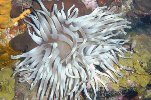 Excellent Underwater Animals Photography