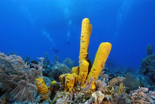 Excellent Underwater Animals Photography