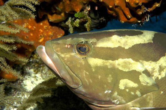 Excellent Underwater Animals Photography