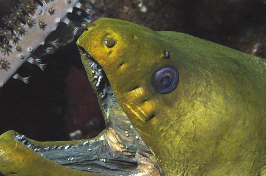 Excellent Underwater Animals Photography