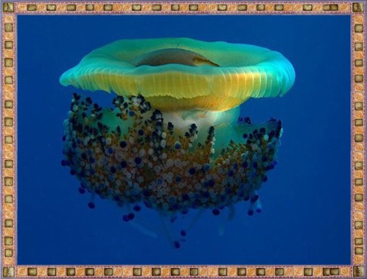 Excellent Underwater Animals Photography