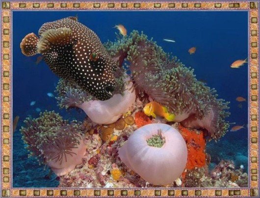 Excellent Underwater Animals Photography