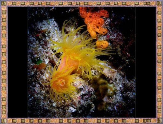 Excellent Underwater Animals Photography