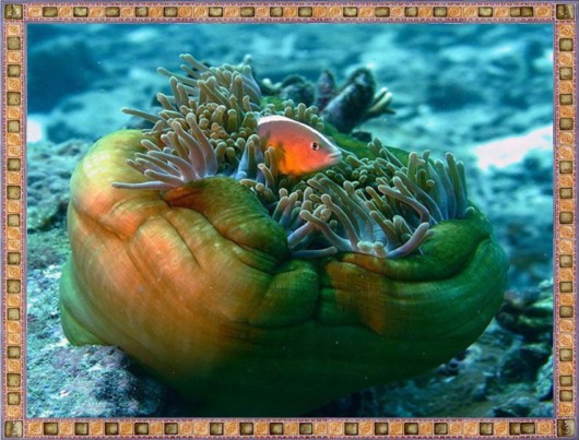 Excellent Underwater Animals Photography