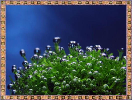 Excellent Underwater Animals Photography