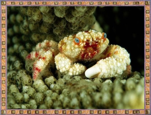 Excellent Underwater Animals Photography