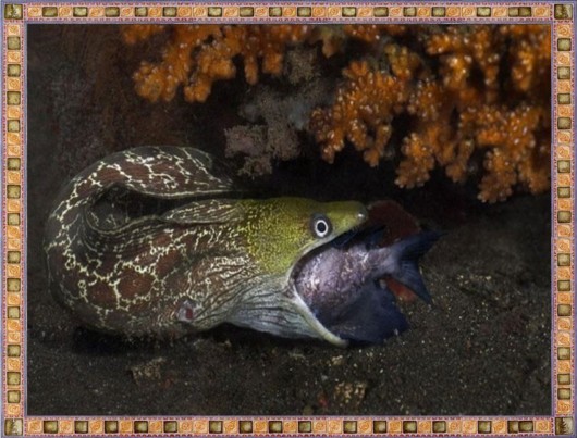 Excellent Underwater Animals Photography