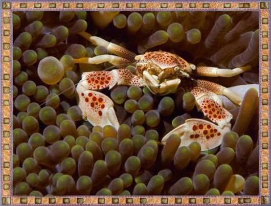 Excellent Underwater Animals Photography