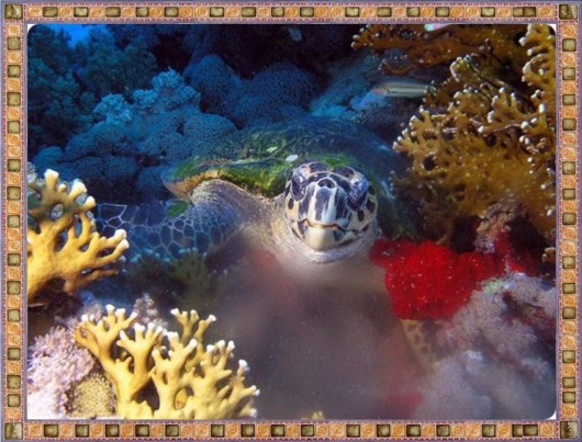 Excellent Underwater Animals Photography