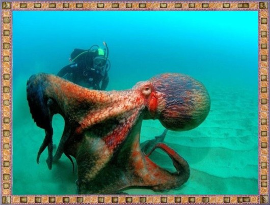 Excellent Underwater Animals Photography