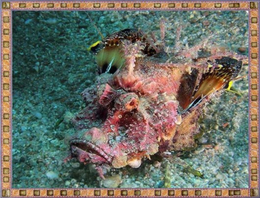 Excellent Underwater Animals Photography