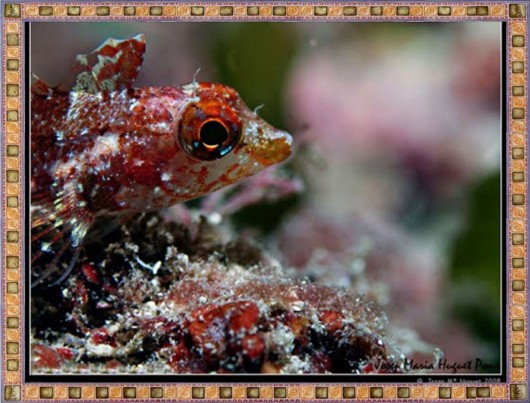 Excellent Underwater Animals Photography