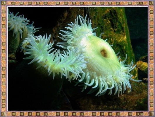 Excellent Underwater Animals Photography