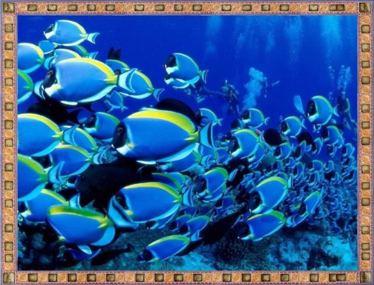 Excellent Underwater Animals Photography