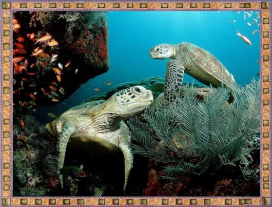 Excellent Underwater Animals Photography