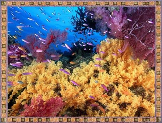 Excellent Underwater Animals Photography