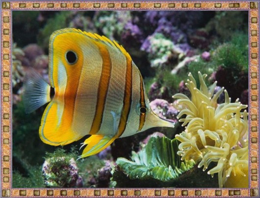 Excellent Underwater Animals Photography