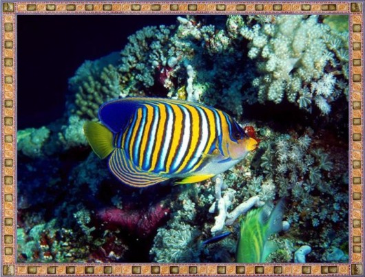 Excellent Underwater Animals Photography