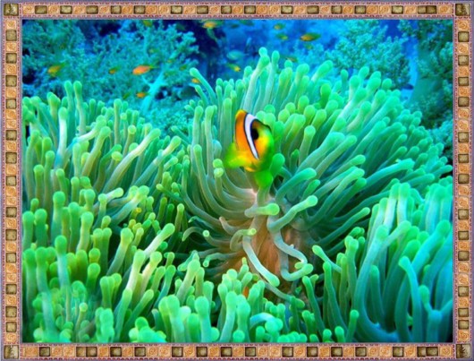 Excellent Underwater Animals Photography