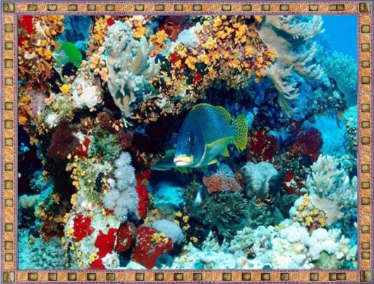 Excellent Underwater Animals Photography