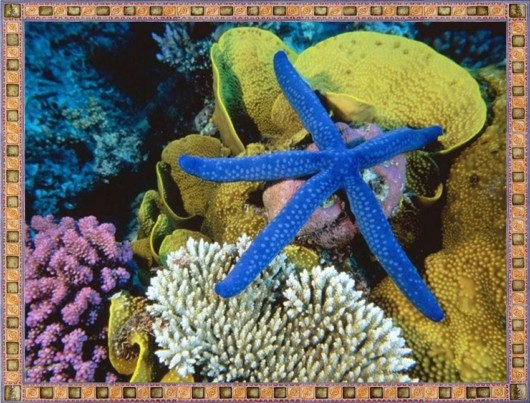 Excellent Underwater Animals Photography