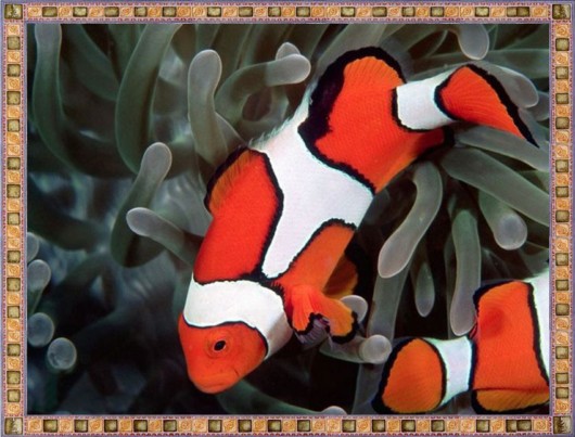 Excellent Underwater Animals Photography