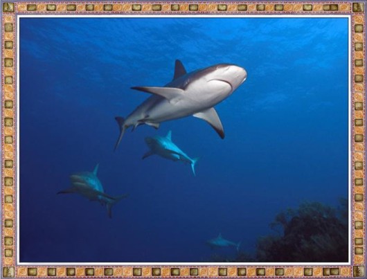 Excellent Underwater Animals Photography