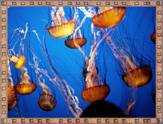 Excellent Underwater Animals Photography