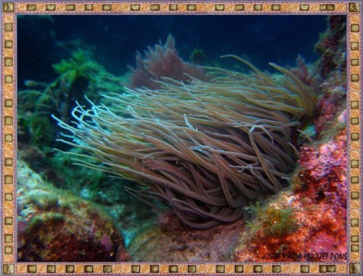 Excellent Underwater Animals Photography